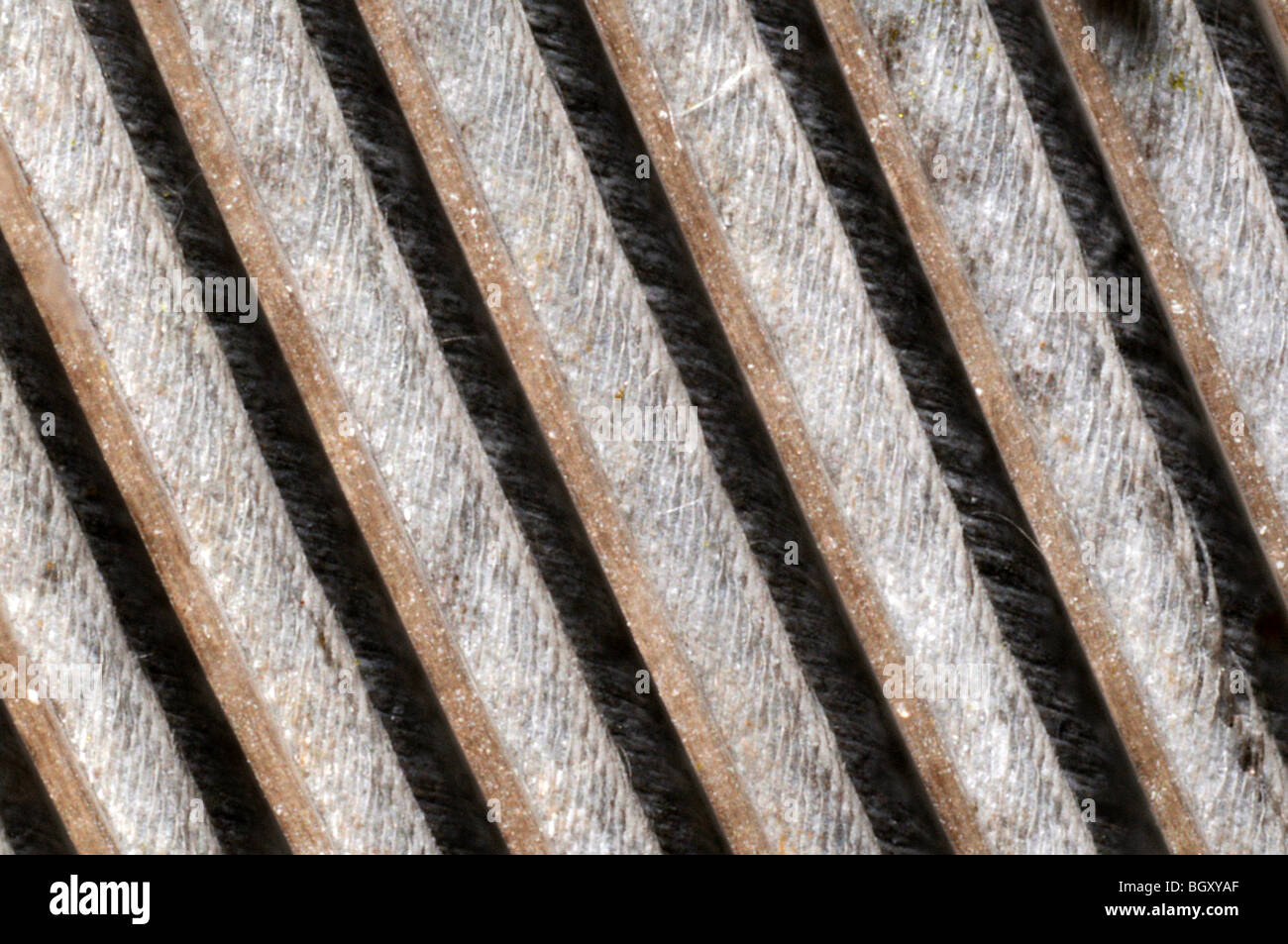 Imagen microscópica de los dibujos hechos por una pluma de paloma Foto de stock