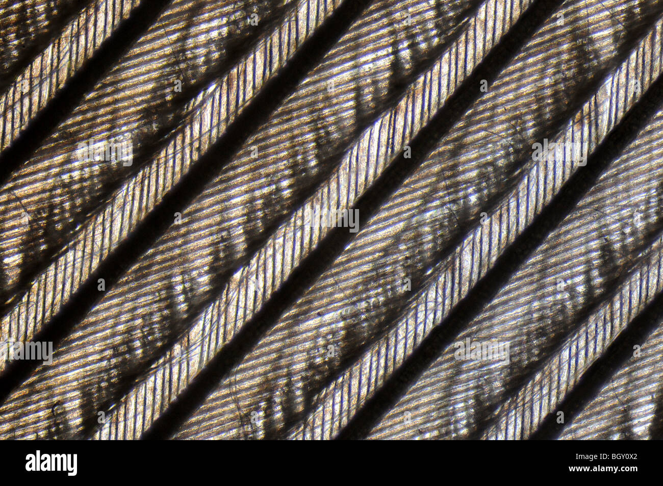Imagen microscópica de los dibujos hechos por una pluma de paloma Foto de stock