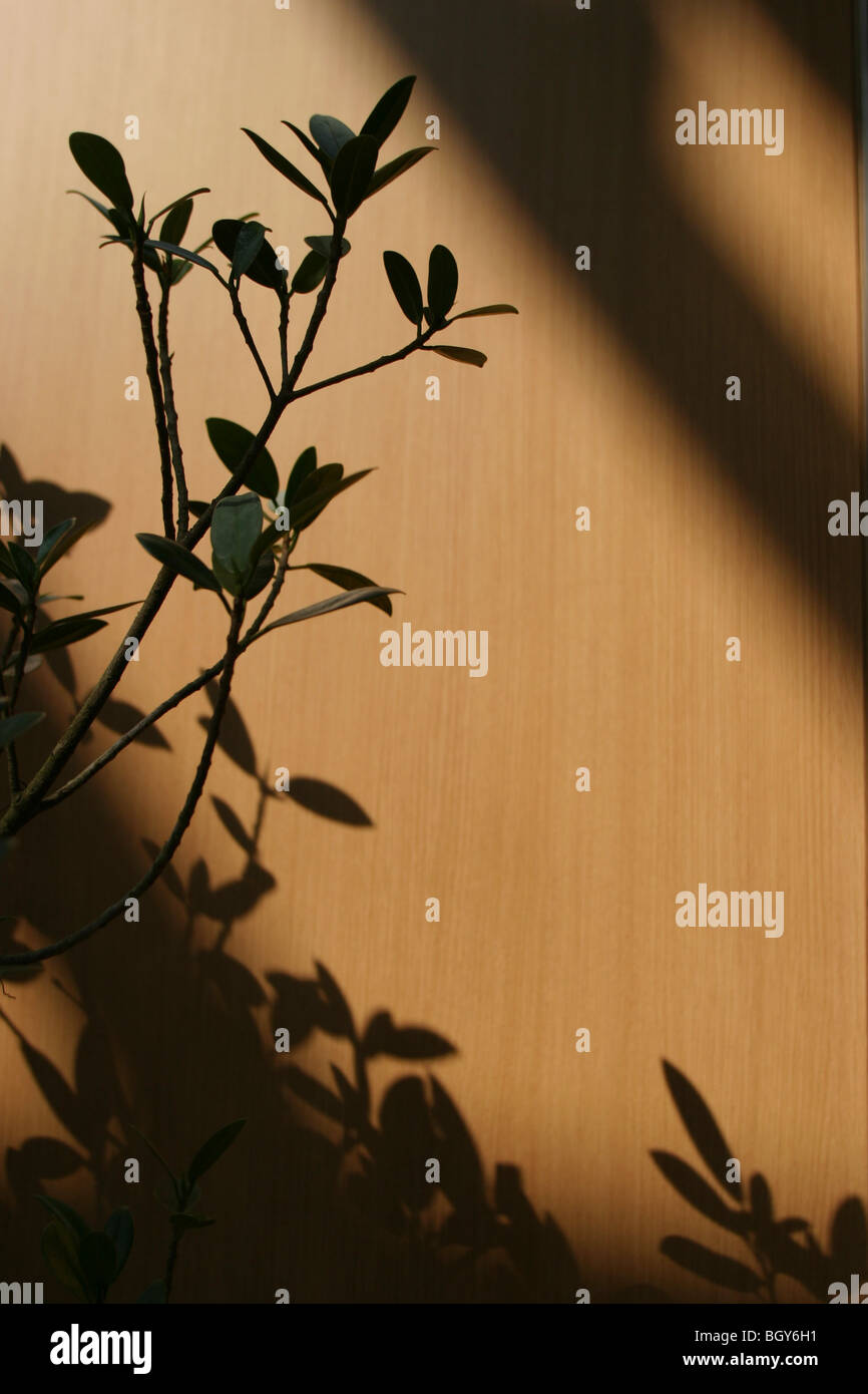 Detalle de las hojas de la planta delante de la pared con la luz del sol y las sombras. Foto de stock