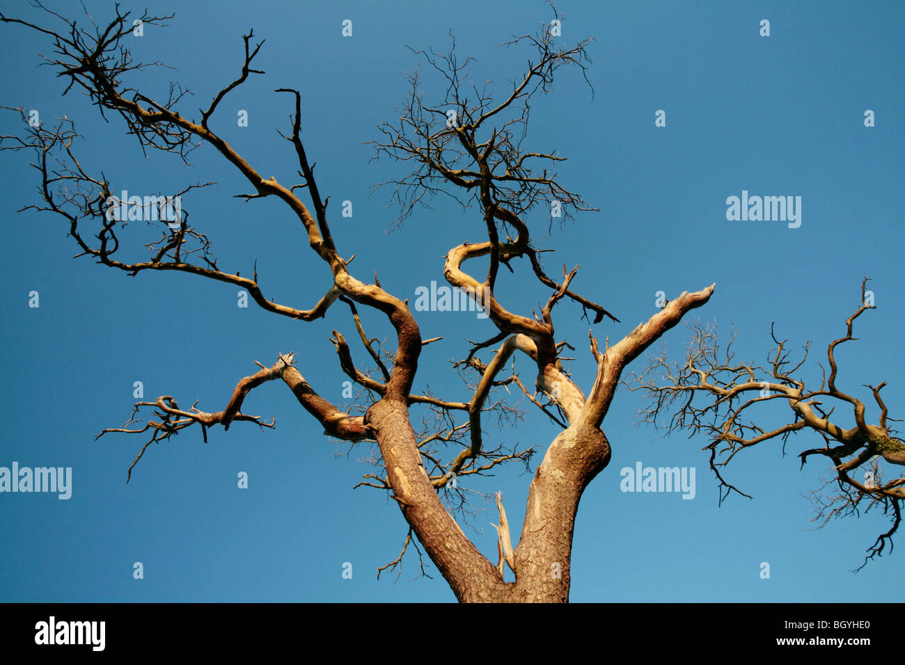 Árbol muerto Foto de stock