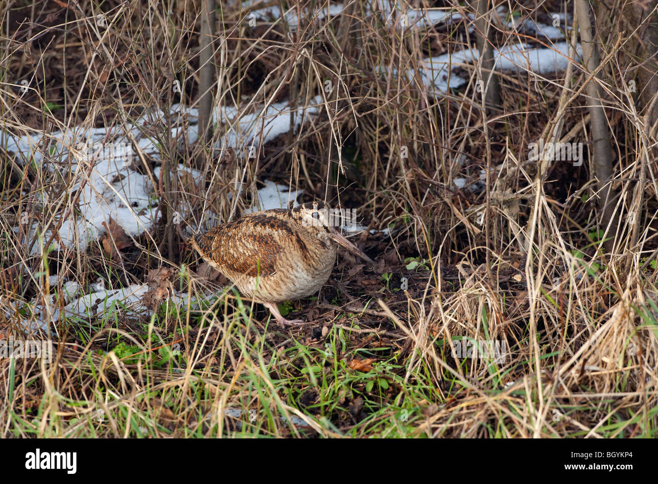 Becada Scolopax rusticola alimentándose en la nieve en Norfolk tierras costeras Foto de stock