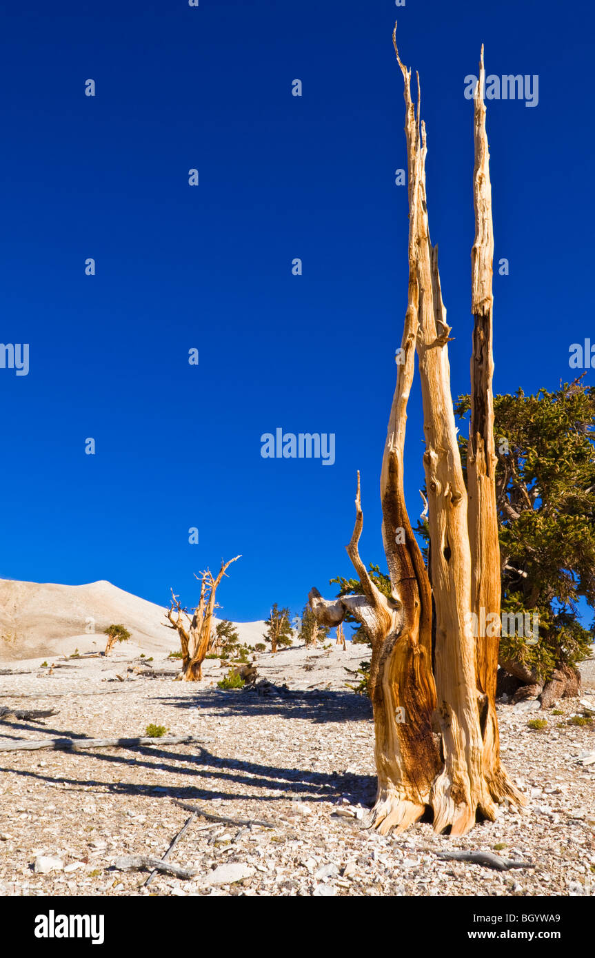 Viejos pinos bristlecone (Pinus longaeva) en el Patriarca Grove, antiguo bosque de pinos bristlecone, White Mountains, California Foto de stock