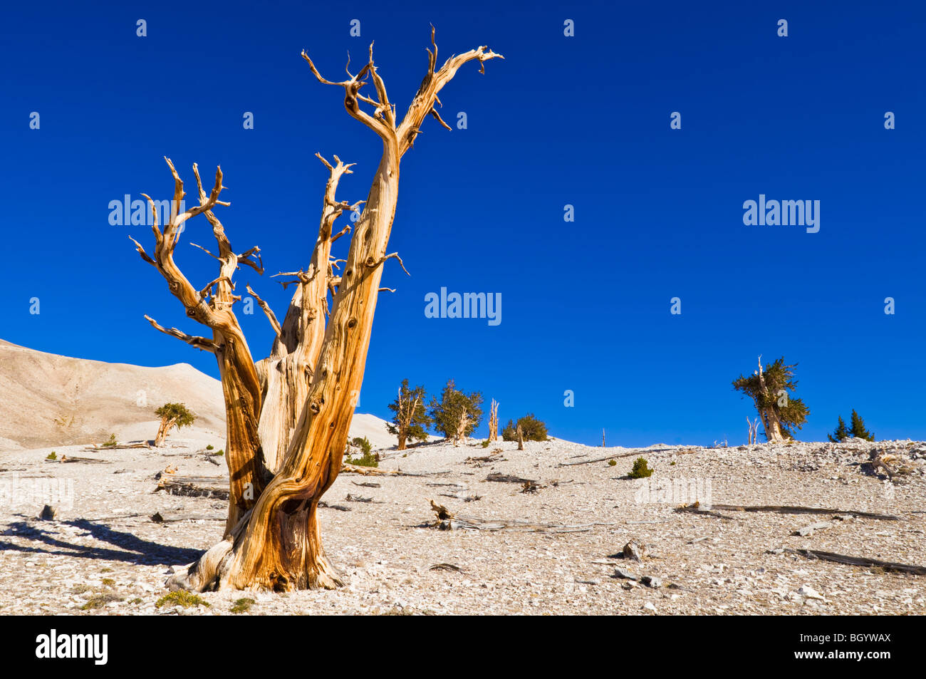 Viejos pinos bristlecone (Pinus longaeva) en el Patriarca Grove, antiguo bosque de pinos bristlecone, White Mountains, California Foto de stock