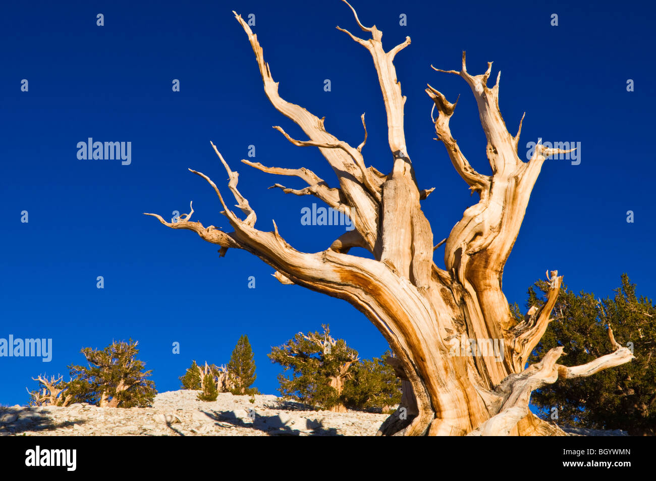 Viejos pinos bristlecone (Pinus longaeva) en el Patriarca Grove, antiguo bosque de pinos bristlecone, White Mountains, California Foto de stock