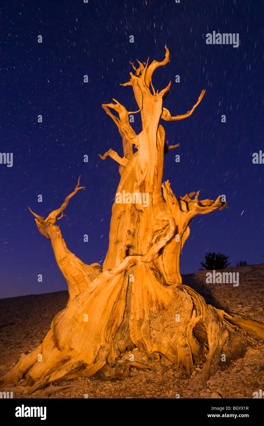 Antiguo pino bristlecone (Pinus longaeva) en el Patriarca Grove, antiguo bosque de pinos bristlecone, White Mountains, California Foto de stock
