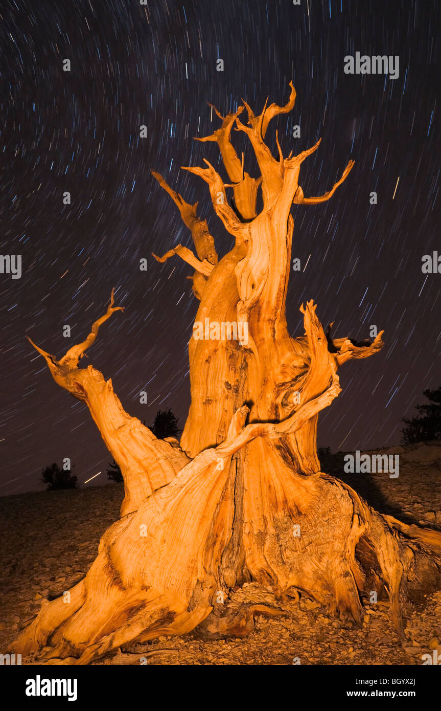 Antiguo pino bristlecone (Pinus longaeva) en el Patriarca Grove, antiguo bosque de pinos bristlecone, White Mountains, California Foto de stock