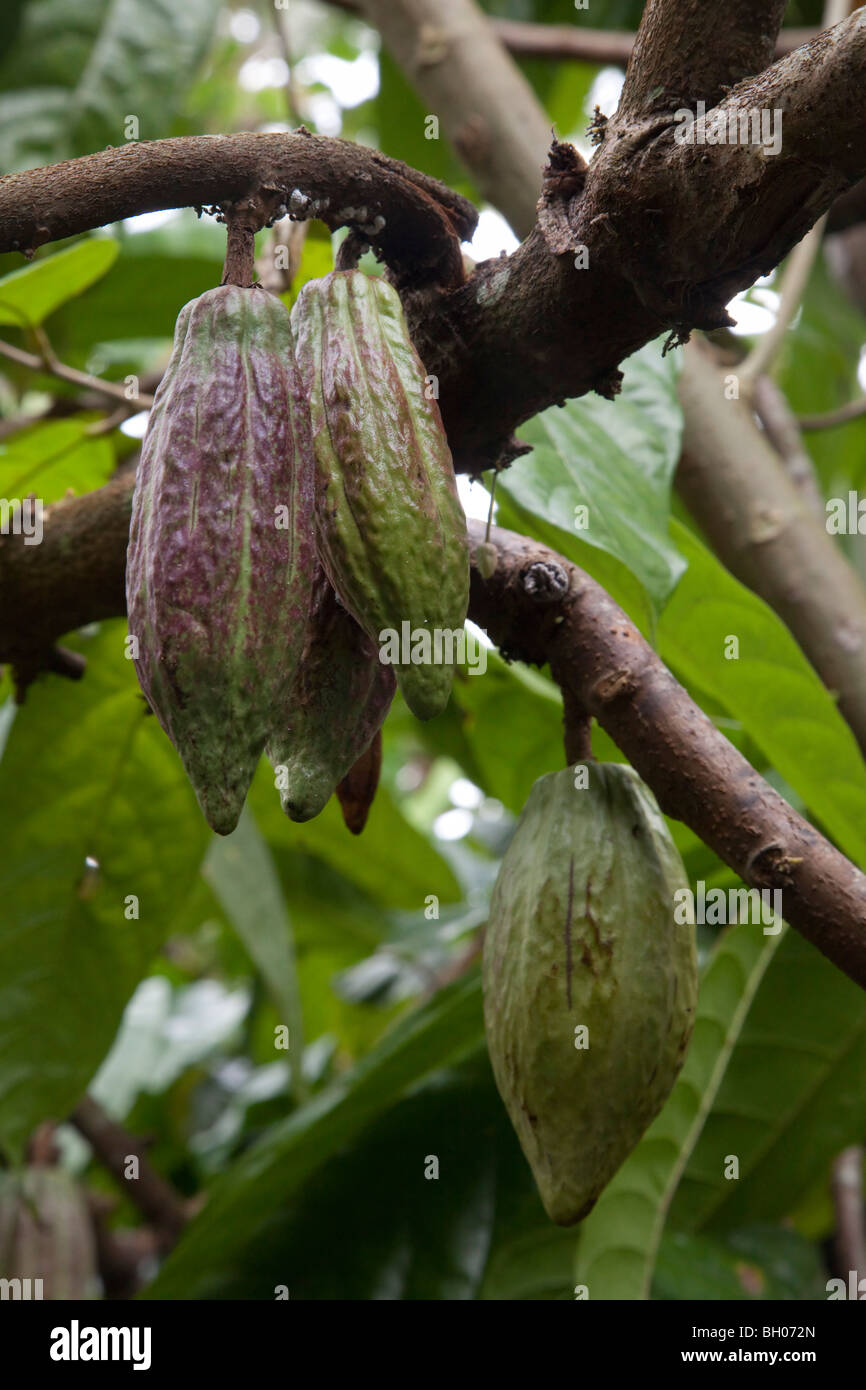 Las mazorcas de cacao colgando en el árbol. Foto de stock