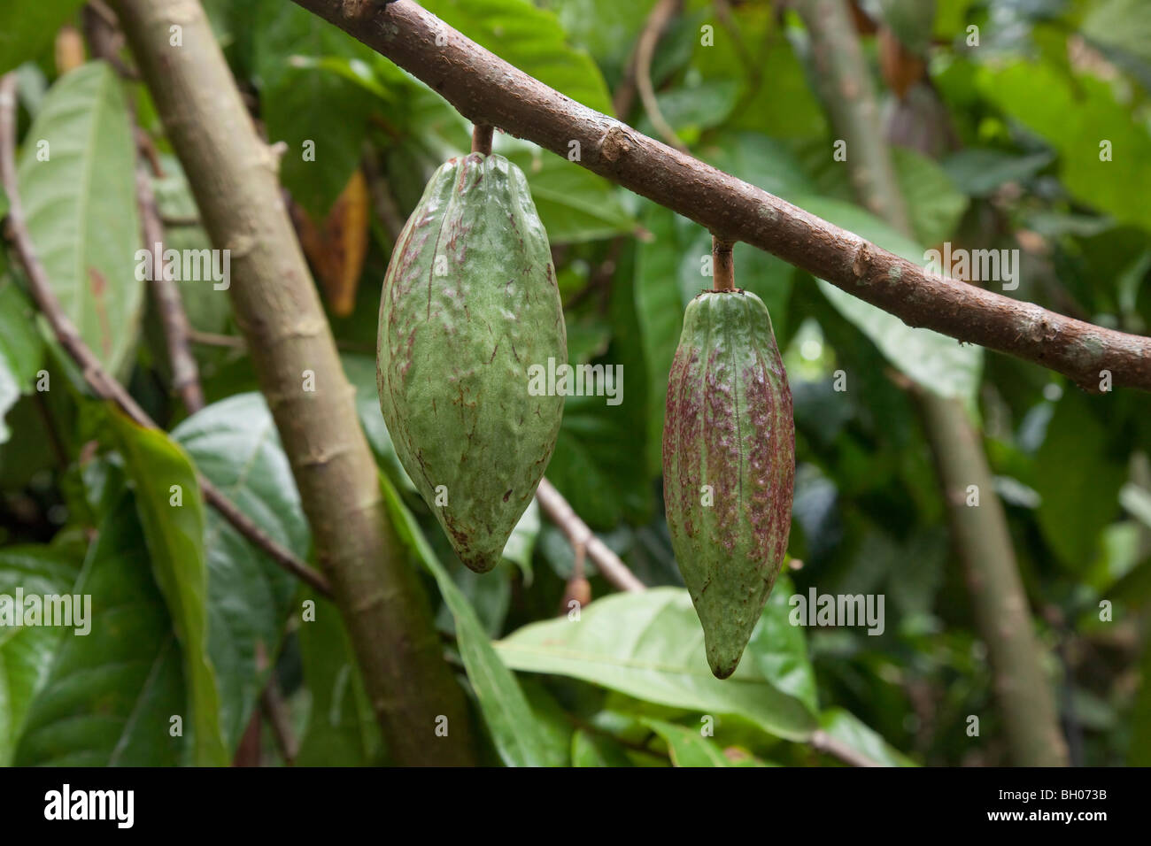 Las mazorcas de cacao colgando en el árbol. Foto de stock