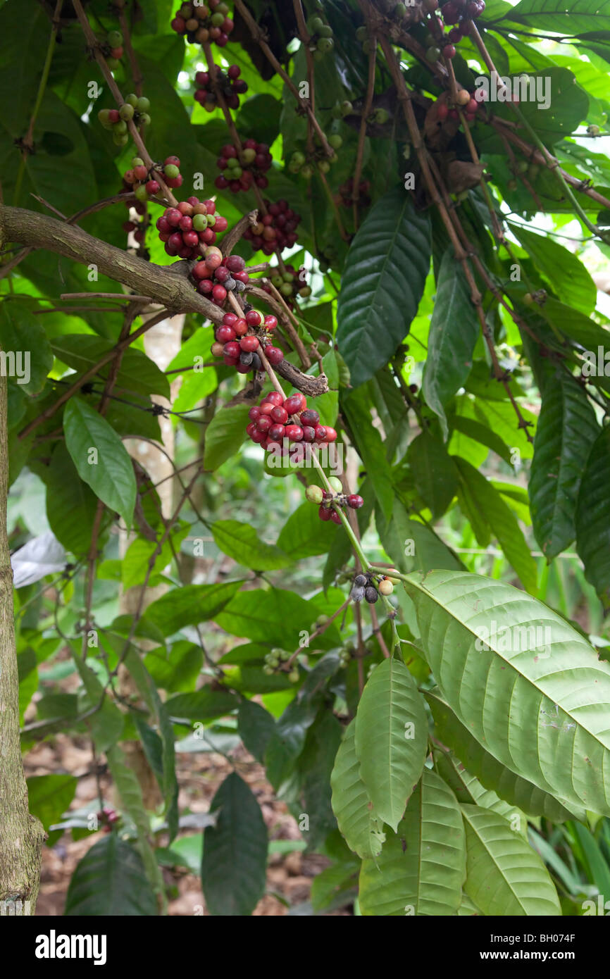 Los granos de café en el arbusto antes de la recolección Foto de stock