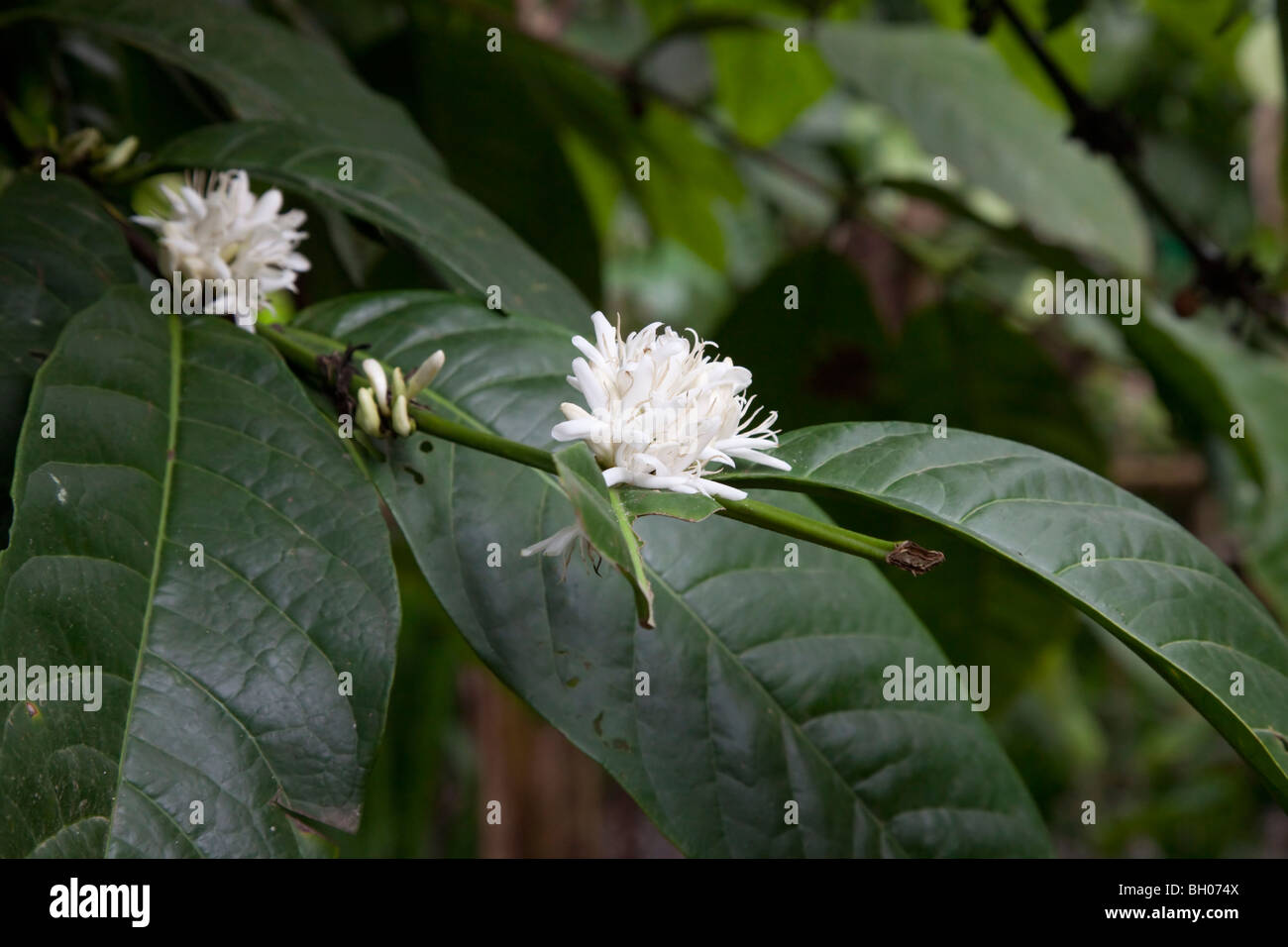 Flores de arbustos de café Foto de stock