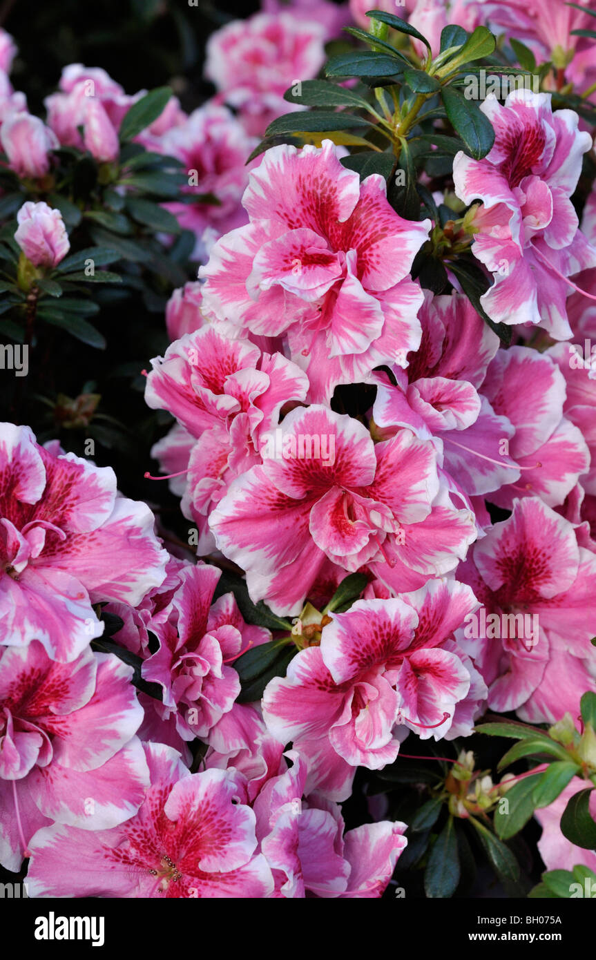 Azalea india fotografías e imágenes de alta resolución - Alamy