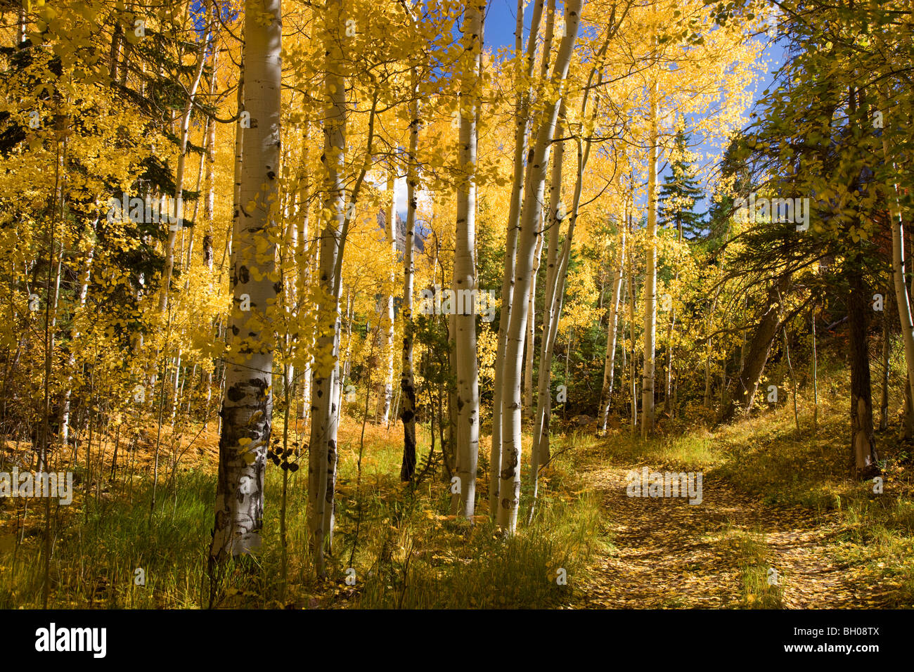 Colores de otoño en las montañas de San Juan, cerca de Ouray, Colorado. Foto de stock
