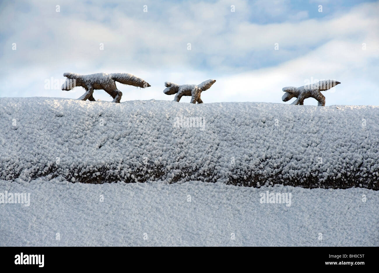 Una familia de zorros cubiertos de nieve, congelada en el tiempo y paja, correr a lo largo de la cresta de una choza en Stoke por Clare, Foto de stock