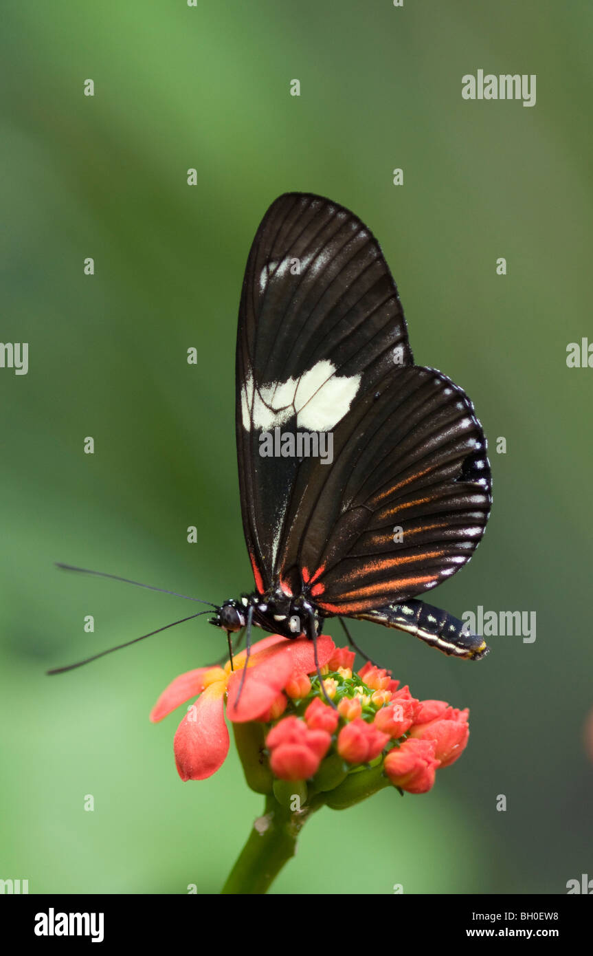 Pink Butterfly (Corazón ganado eurimedes mylotes) alimentándose de néctar en un 'Príncipe de Orange' Flor (Ixora chinensis) Foto de stock
