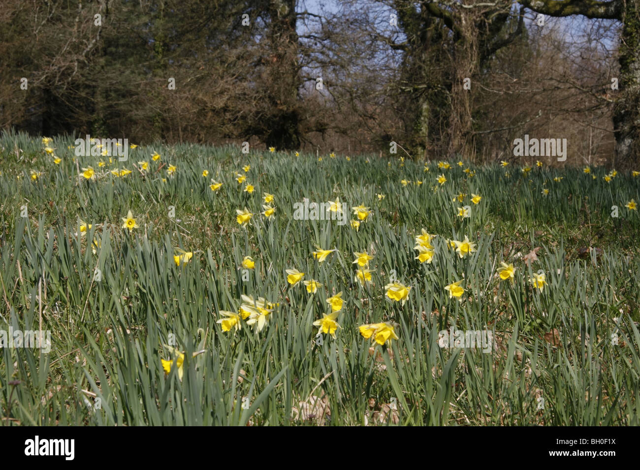 Narcisos silvestres en West Dean Foto de stock