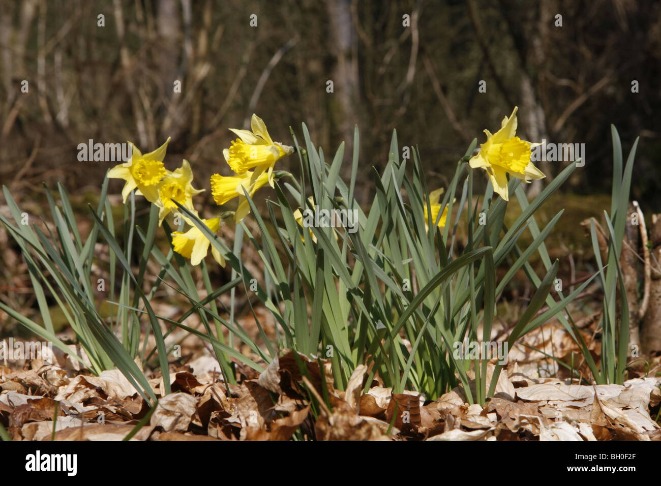 Narcisos silvestres en West Dean Foto de stock