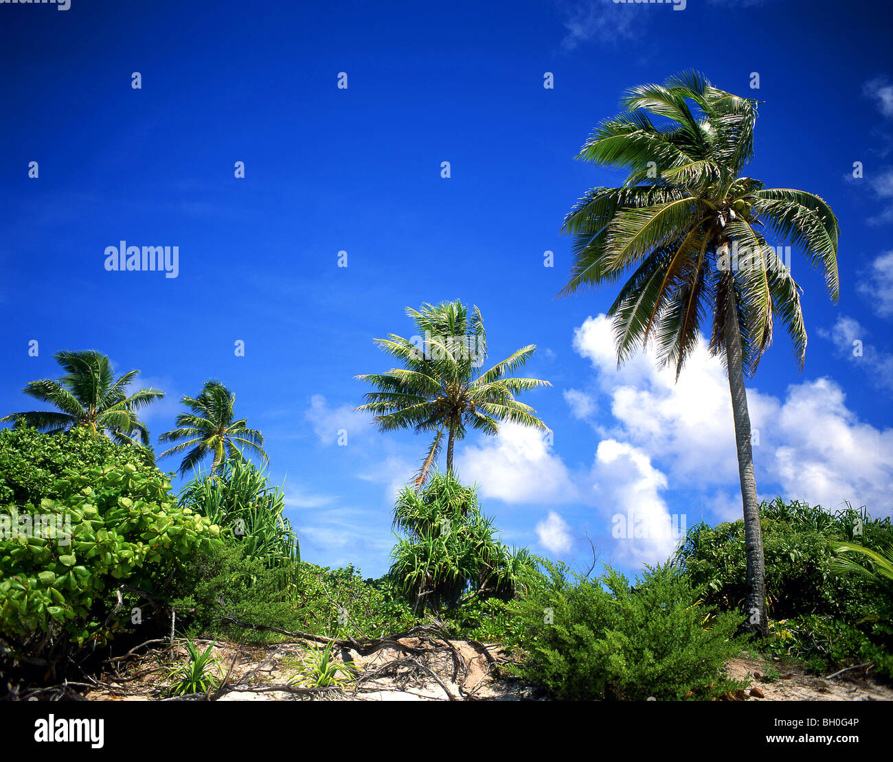 La vegetación tropical de la isla, el atolón Aitutaki, Islas Cook Foto de stock