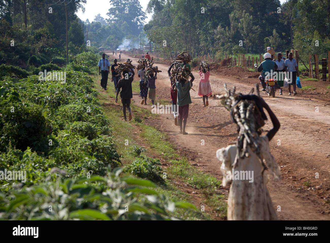 Los aldeanos transportar leña fuera de la Reserva Forestal de Kakamega, en el oeste de Kenia. Foto de stock