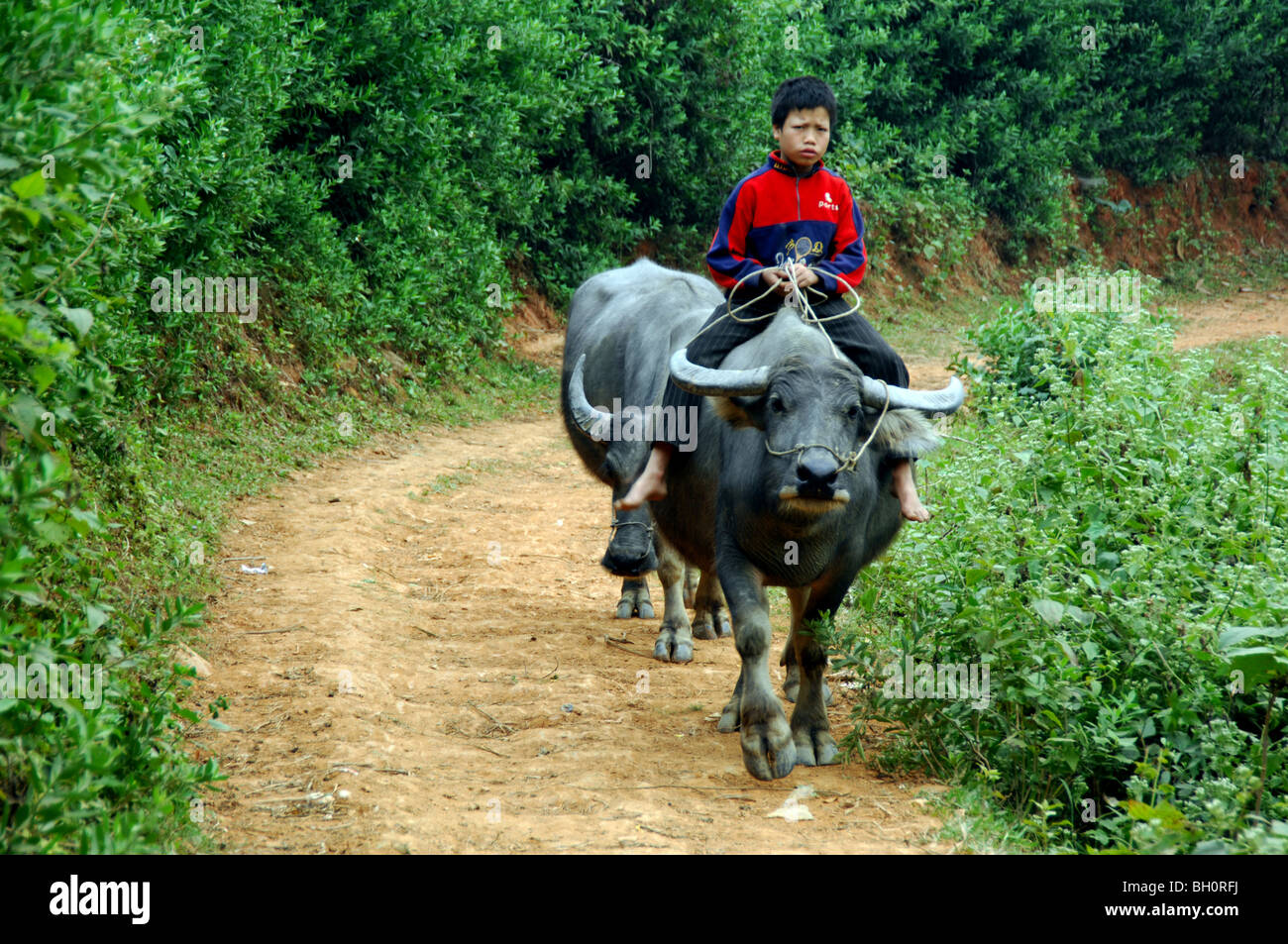 Muchacho vietnamita caballo búfalo de agua , SAPA, Vietnam del Norte. Foto de stock