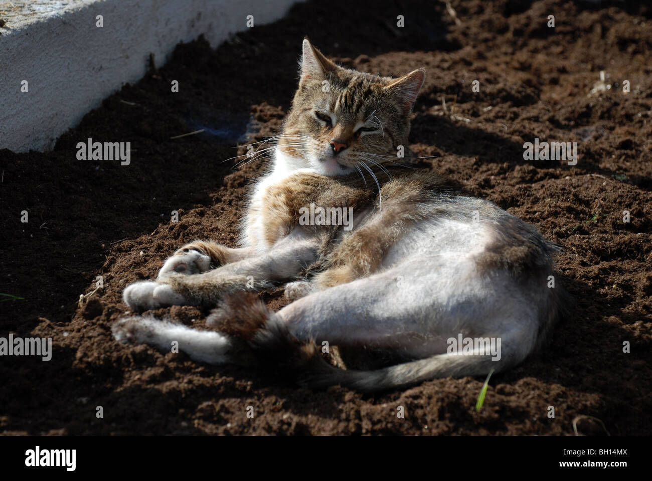 Gato con dermatitis Fotografía de stock - Alamy