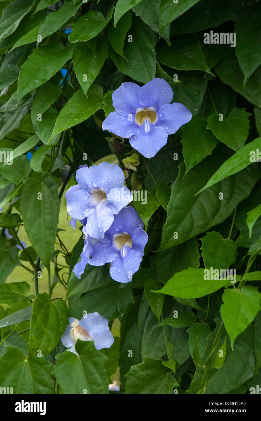 Thunbergia grandifloria, Sky Flor Foto de stock