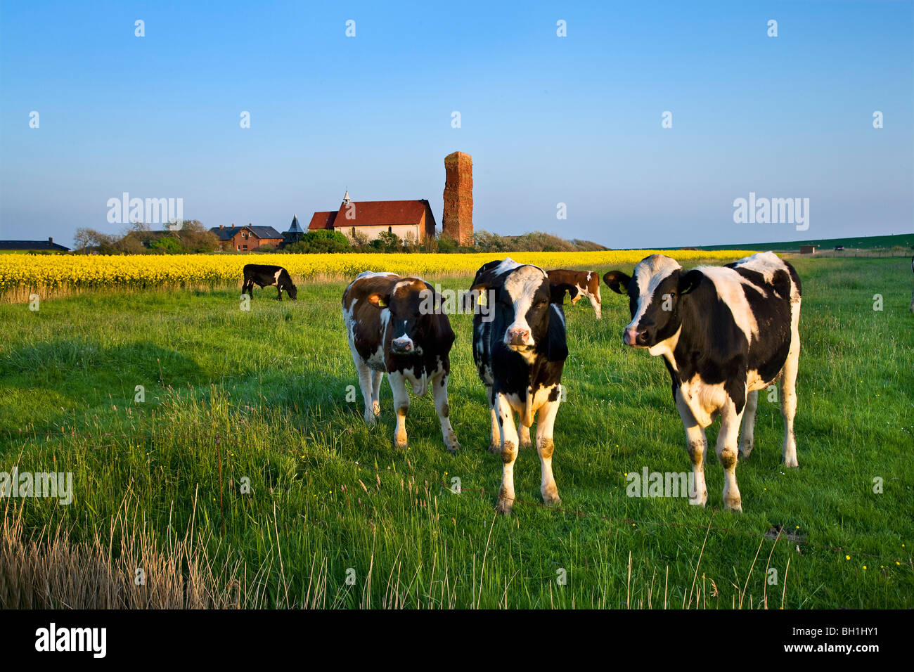 Los bovinos con San Salvator Iglesia en el fondo, la isla de Pellworm, Islas de Frisia septentrional, Schleswig-Holstein, Alemania Foto de stock