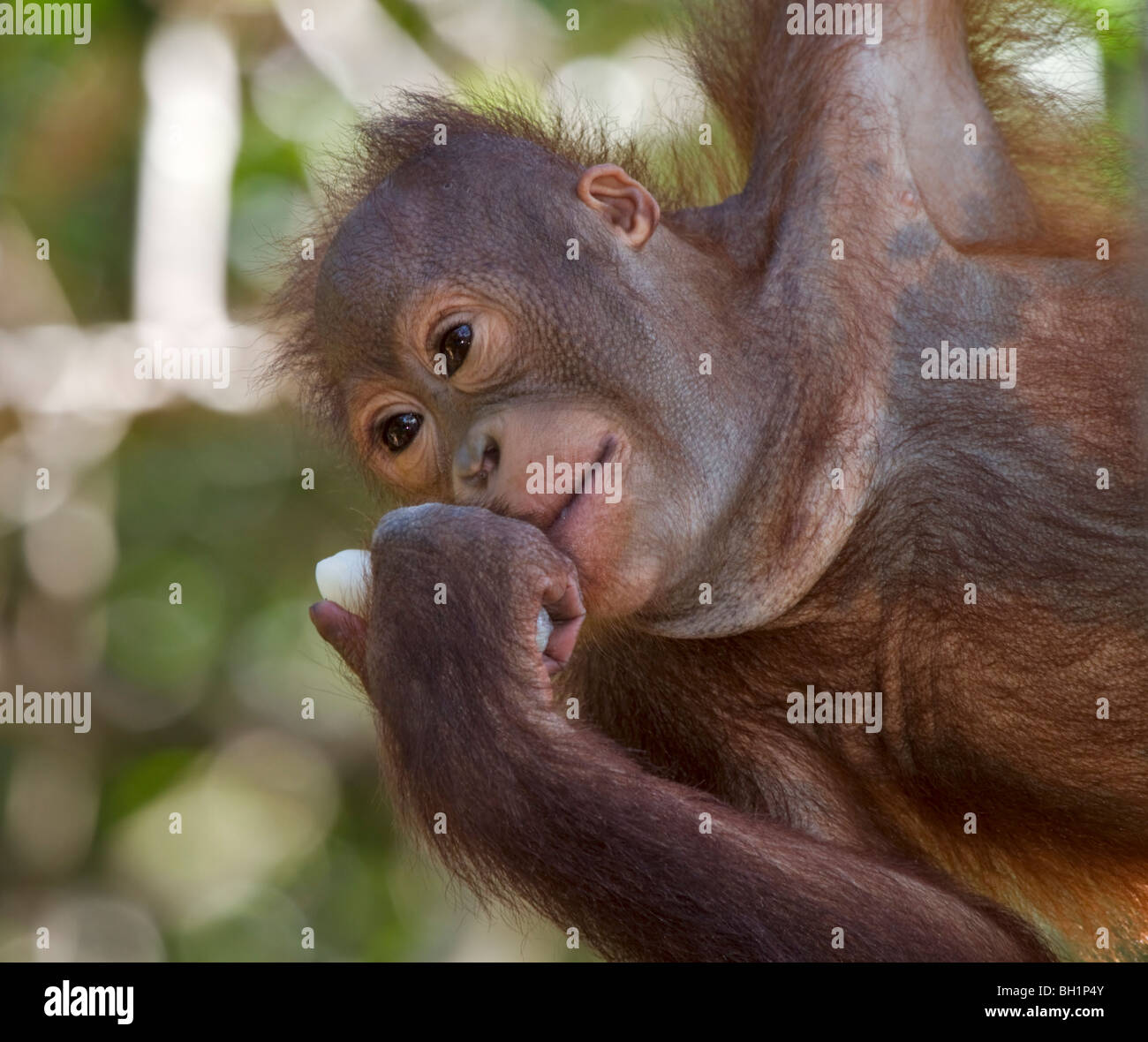 Orangután huérfano sosteniendo un pedazo de fruta en la Reserva Natural de Ria Rasa, Kota Kinabalu, Sabah, Borneo malasio Foto de stock