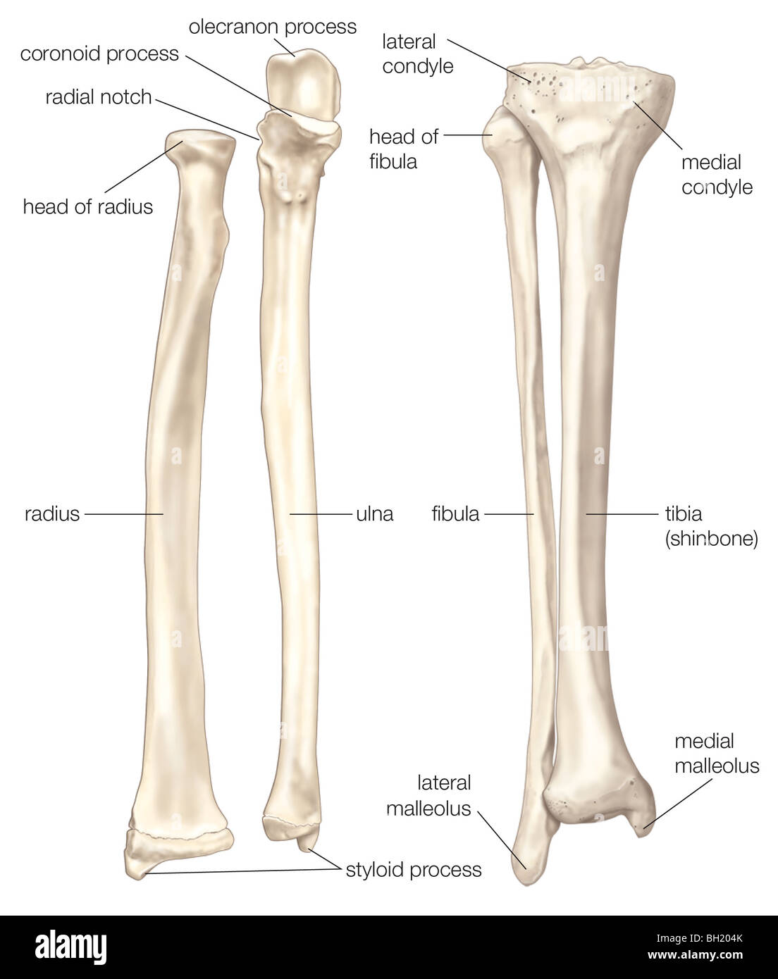 Los huesos del antebrazo y la parte inferior de la pierna Foto de stock