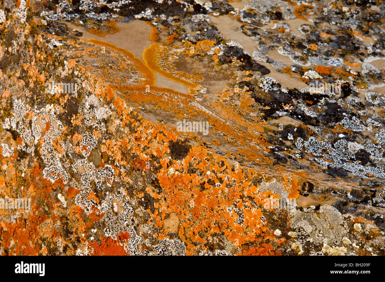 Liquen naranja colonia de concreción de arenisca boulder cara, cerca de siete personas, Alberta, Canadá Foto de stock