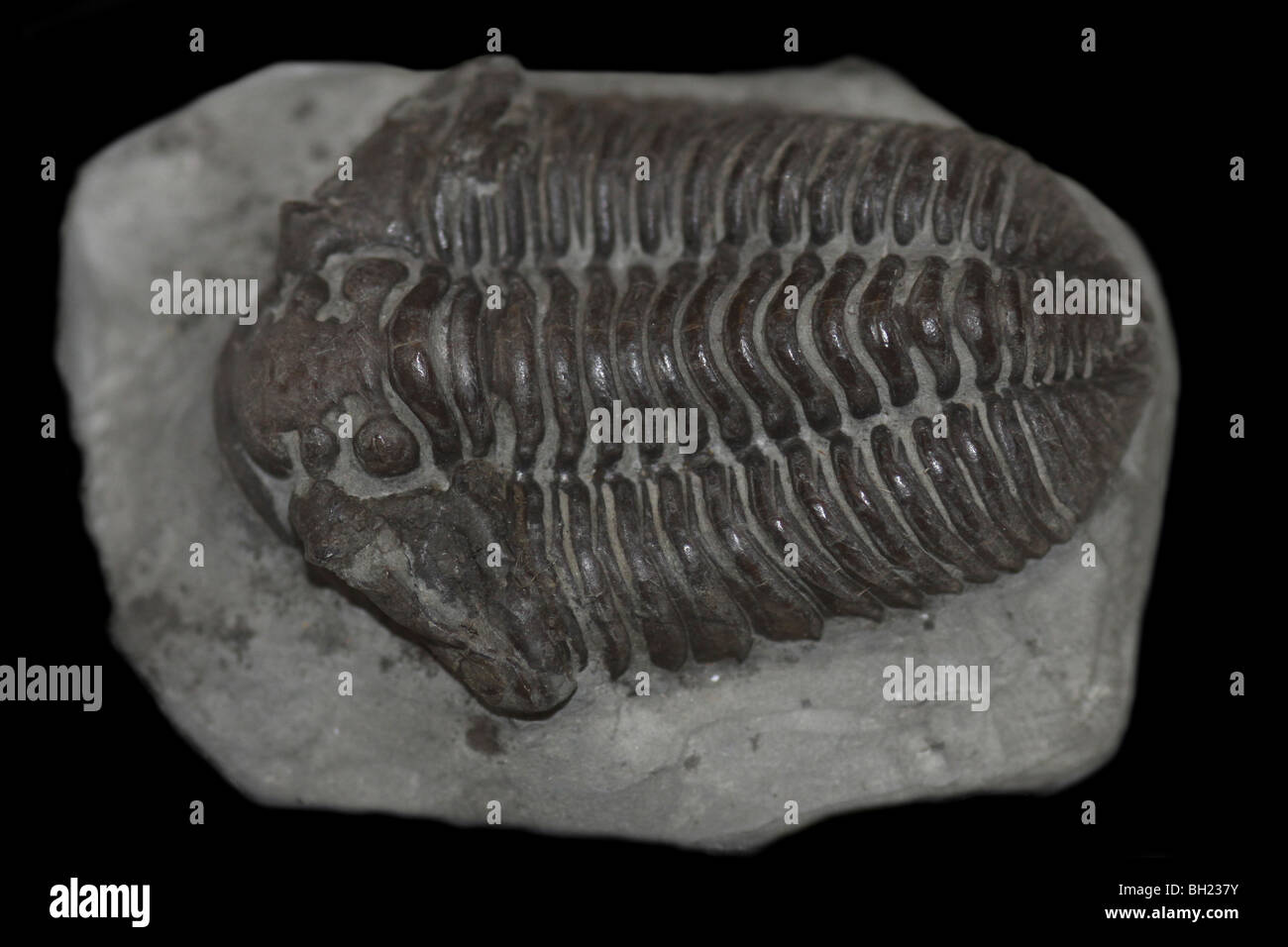 Trilobites Calymene, Wenlock blumenbachi Silúrico Foto de stock