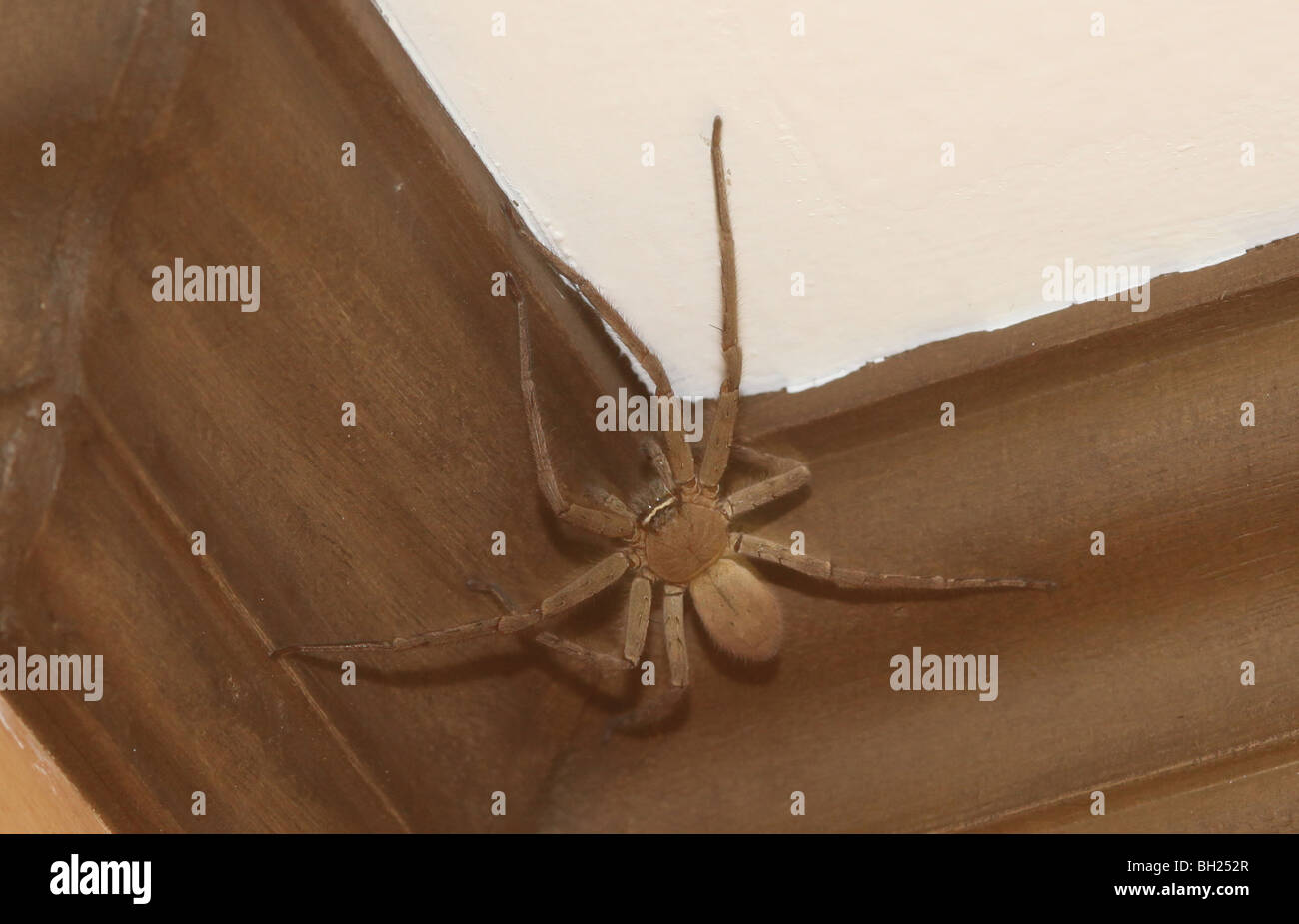 Gran araña huntsman filipina en la esquina de la casa Foto de stock