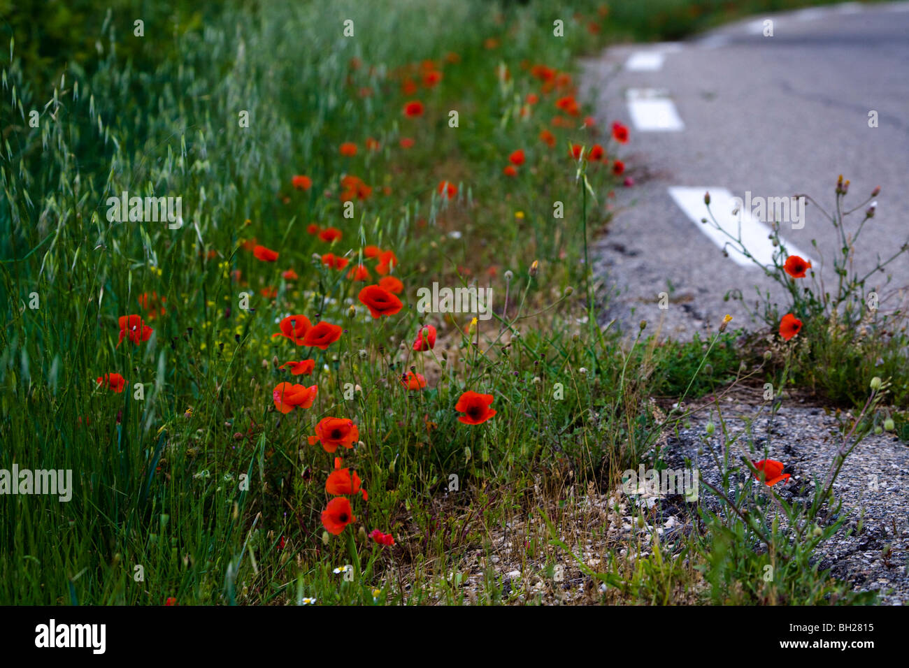 Amapolas en el camino. Provence, Francia Foto de stock