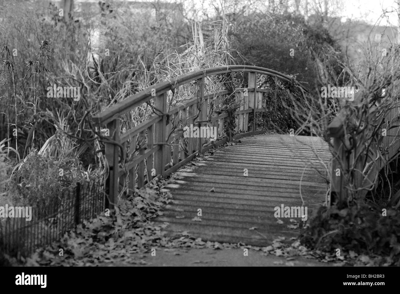 Puente de pie en el Queen Mary Rose Gardens en Regent's Park Foto de stock