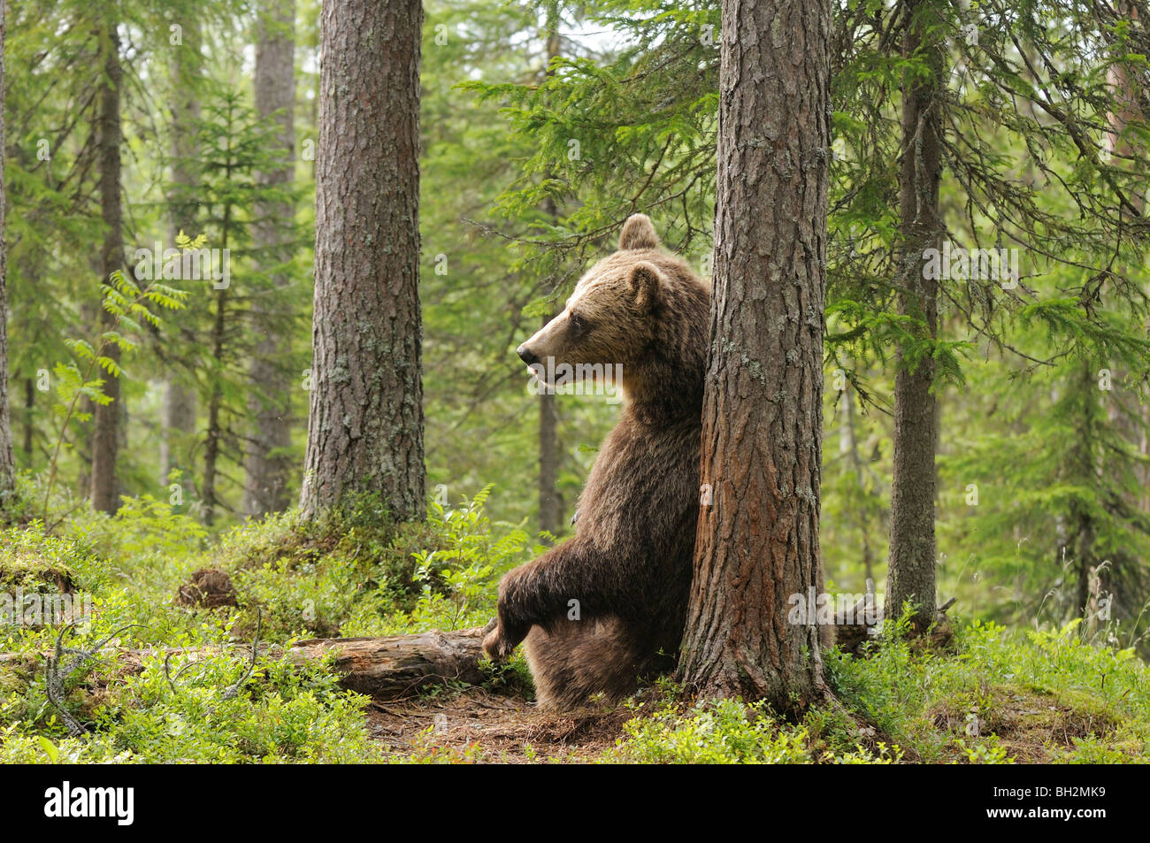 Oso Pardo europeo Ursos arctos descansando después de rascarse contra árbol fotografiado en Finlandia Foto de stock