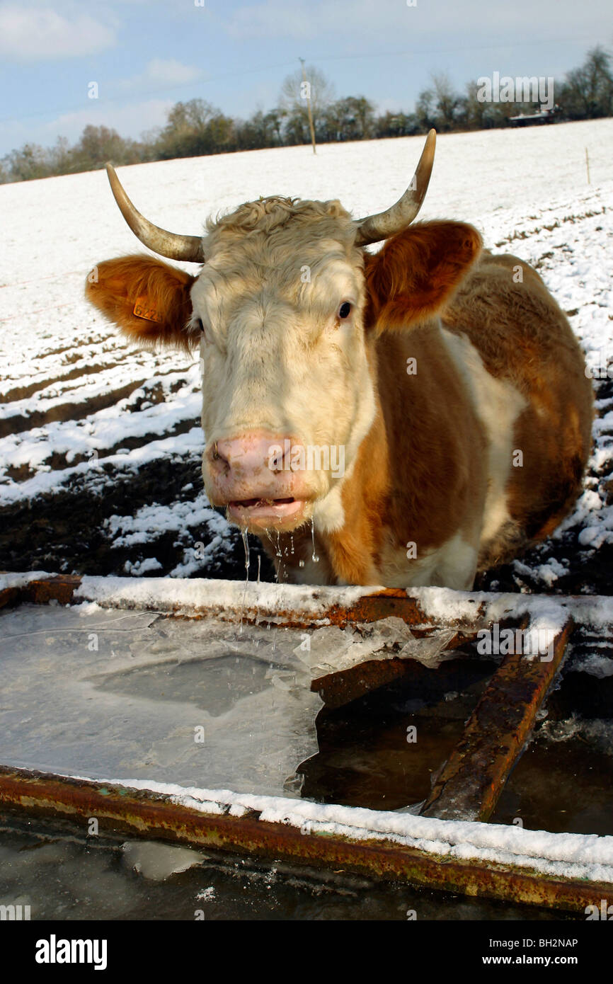 Las vacas al beber en un recipiente lleno de agua congelada en invierno,  Orne (61 Fotografía de stock - Alamy