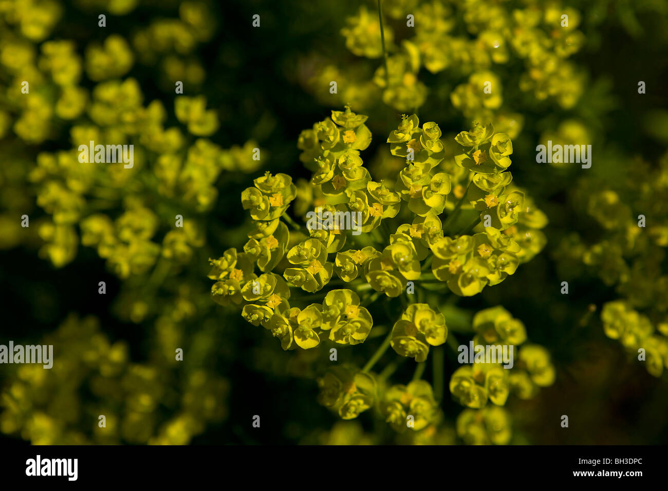 Close-up de euphorbia o expurgo celebra su increíble Chartreusey flor amarilla de las brácteas. Foto de stock