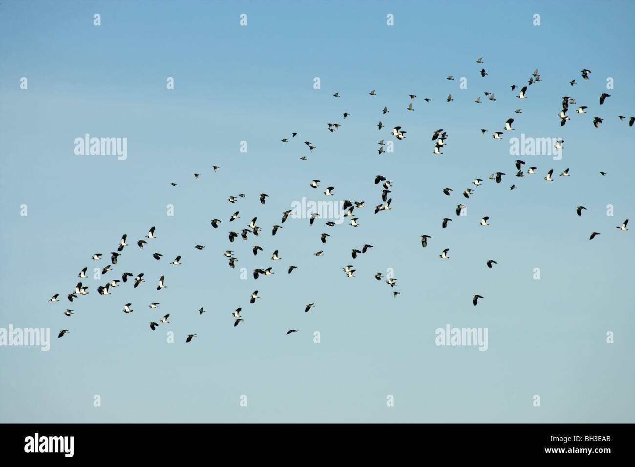 Avefría, chorlitos o Peewits Verde (Vanellus vanellus) y estorninos (Sturnus vulgaris). Bandada mixta en vuelo. Mover a lo largo de la costa de Norfolk. Invierno.​ Foto de stock