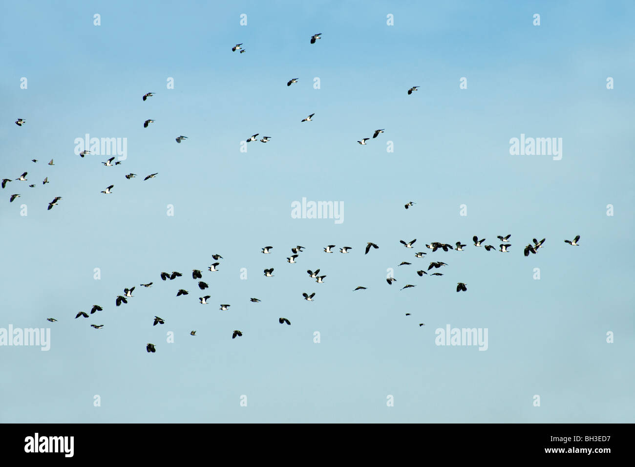 Avefría, chorlitos o Peewits Verde (Vanellus vanellus). Llegando a descender en la tierras de labrantío, Waxham, Norfolk. Seguridad en los números. Confundir aves rapaces. Foto de stock