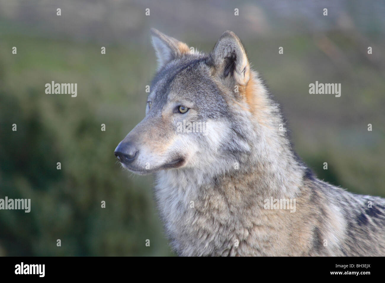 Canis lupus extinguida Escocia Lobos cautivos cara cercana cabeza depredadores mamíferos Timber Wolf lobo fauna silvestre Foto de stock