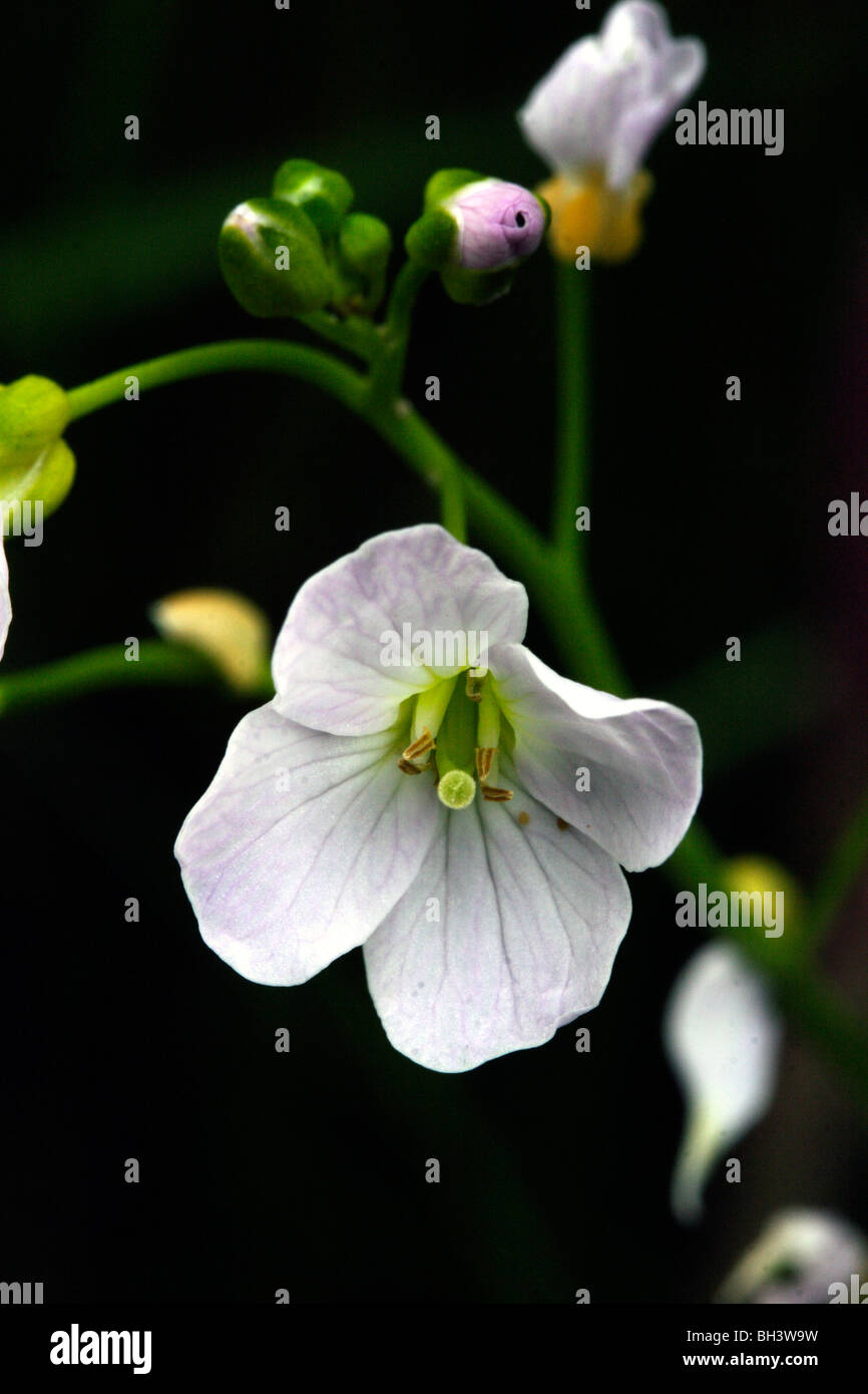 Flor de cuco o lady's smock (Cardamine pratensis). Foto de stock