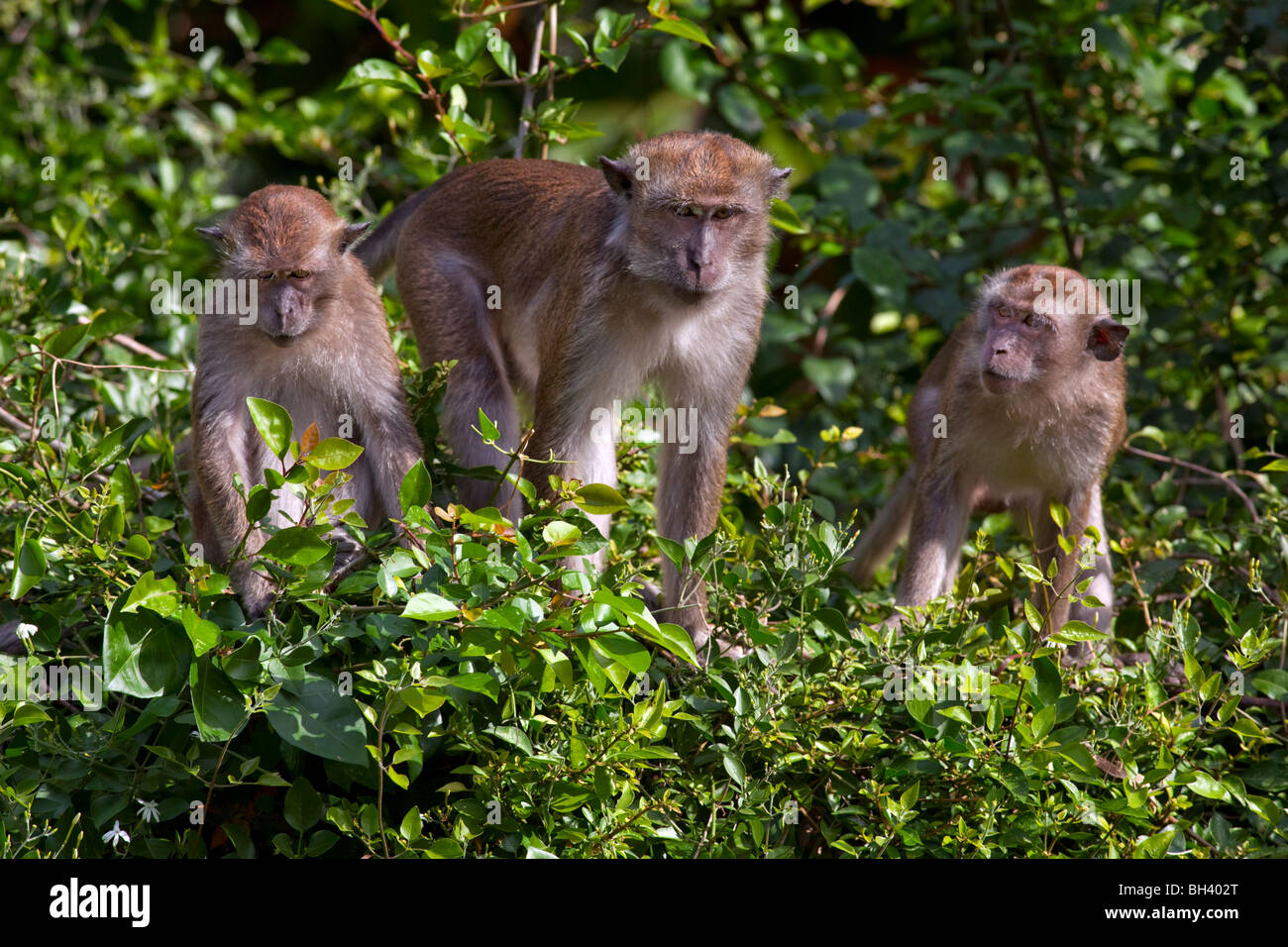 Los macacos que comen cangrejos (Macaca fascicularis) Foto de stock