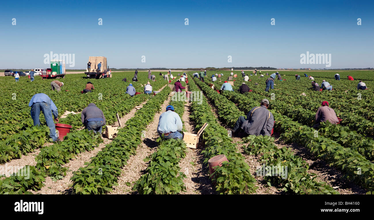Recogiendo los frijoles, la mano de obra migrante, en el sur de la Florida la agricultura Foto de stock