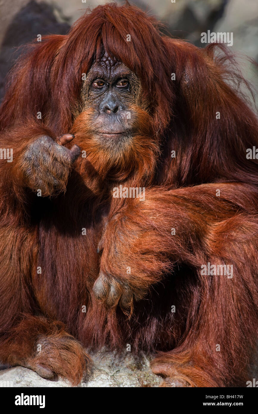 Orangután; Pongo pygmaeus/Pongo abelii desde Borneo Foto de stock