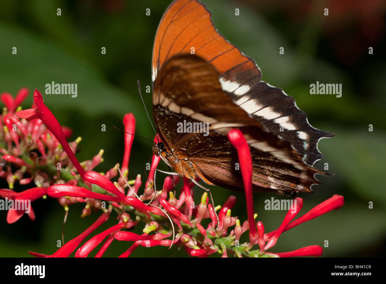 Página de punta oxidada Siproeta epaphus mariposas Foto de stock