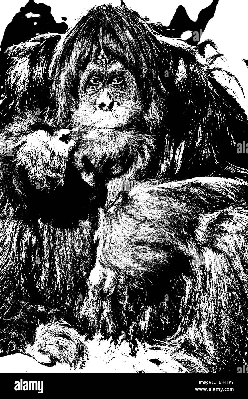 Orangután; Pongo pygmaeus/Pongo abelii desde Borneo Foto de stock