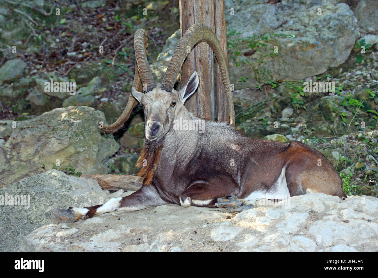 Nubian Ibex Foto de stock