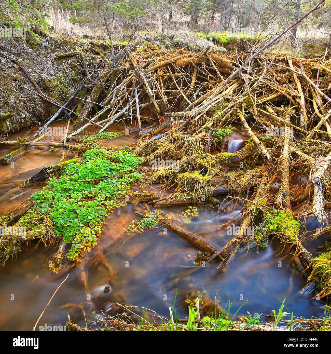 Beaver Dam en el Devil's Punchbowl, Espíritu Sands, Spruce Woods Provincial Park, Manitoba, Canadá. Foto de stock