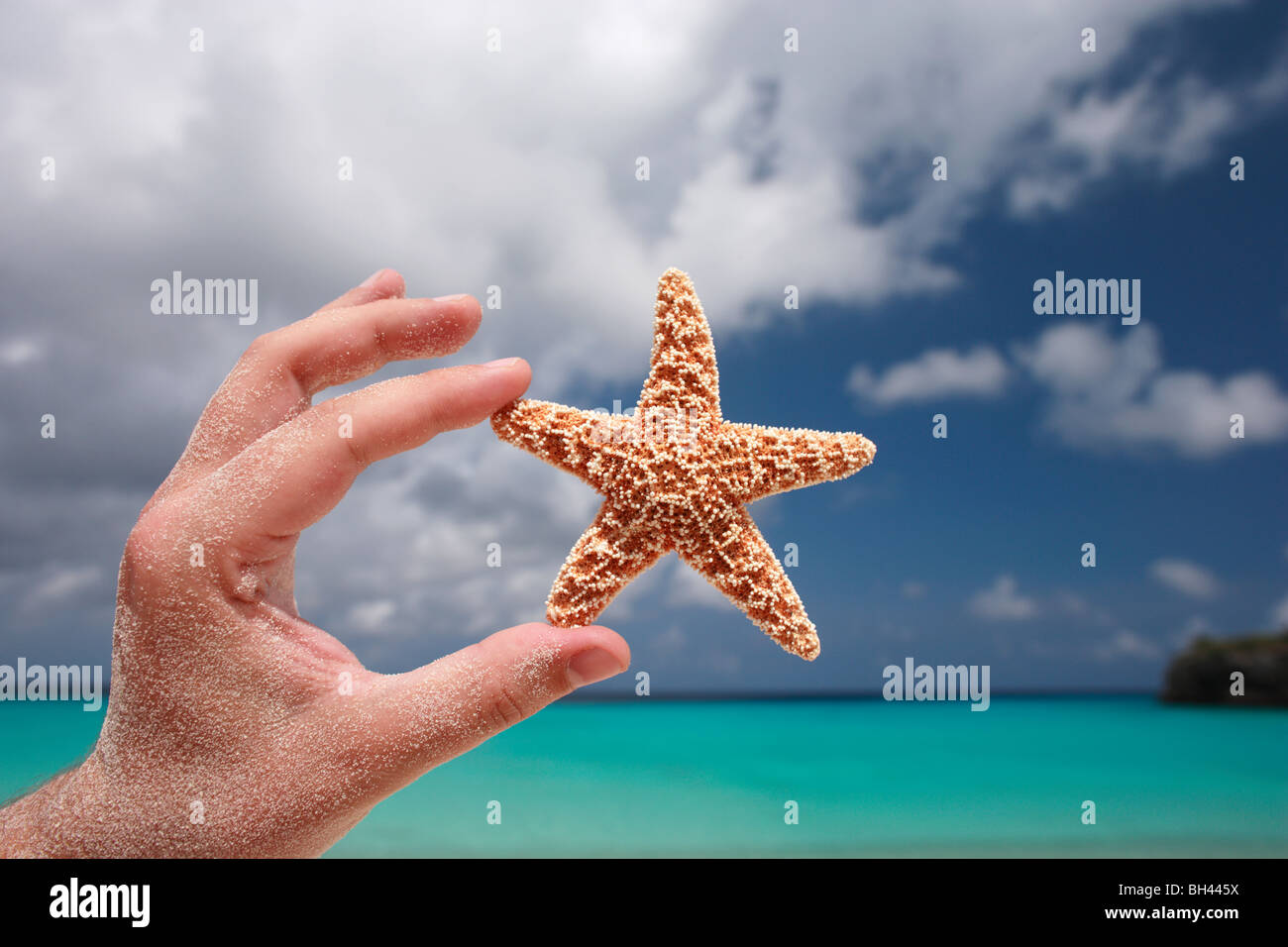 Una mano de hombre sosteniendo una pequeña estrella de mar en el aire en una playa tropical Foto de stock