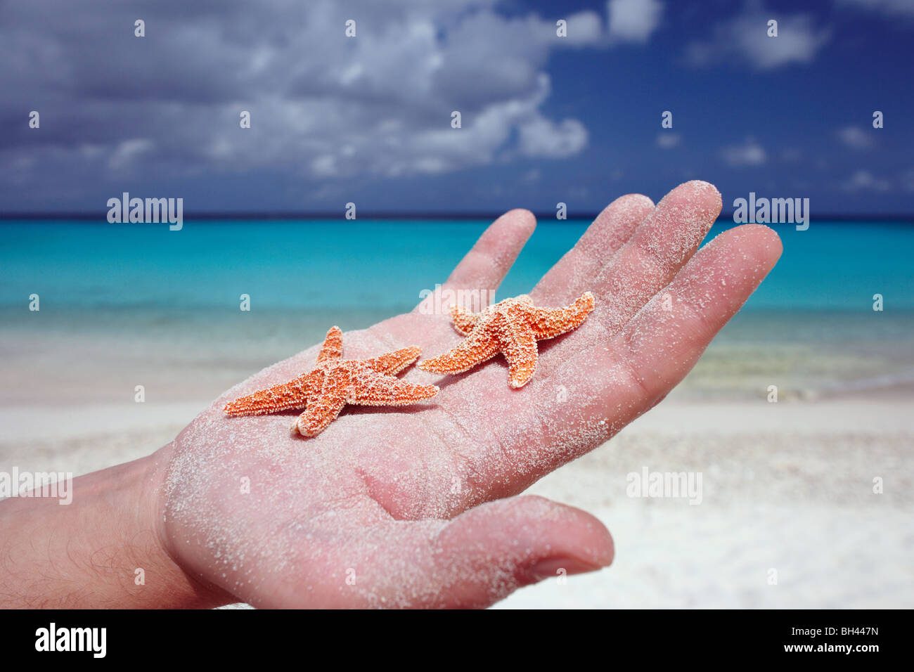 La palma de una mano de hombre sosteniendo dos pequeñas estrellas de mar en una playa desierta Foto de stock