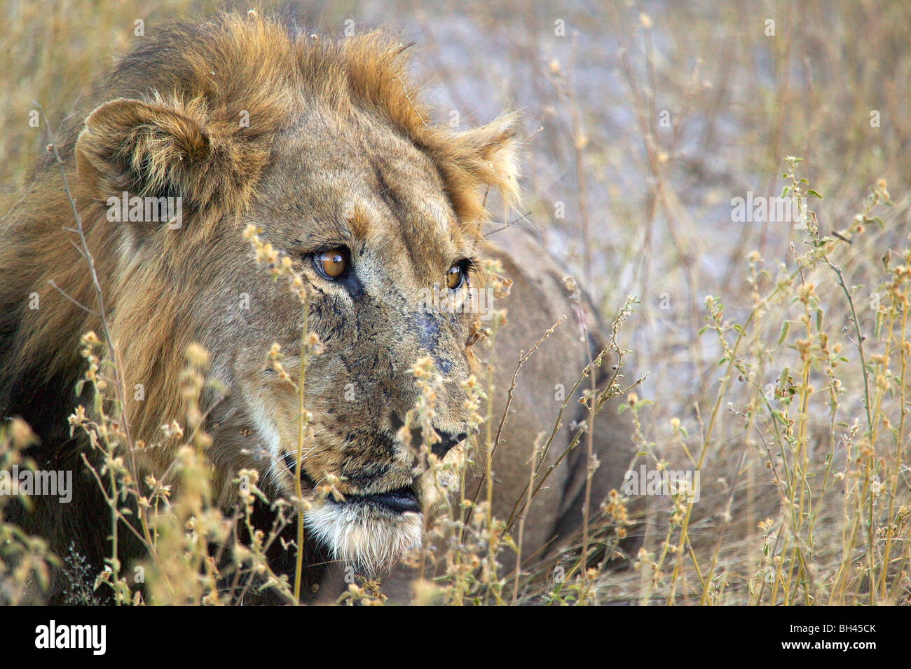 León macho (Panthera leo) con cicatrices mirando pensativo. Foto de stock